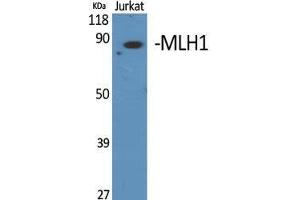 Western Blot (WB) analysis of specific cells using MLH1 Polyclonal Antibody. (MLH1 anticorps  (Internal Region))