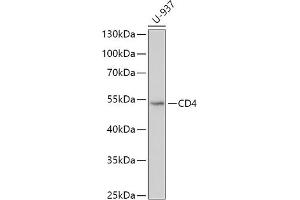 Western blot analysis of extracts of U-937 cells, using CD4 antibody (ABIN6132069, ABIN6138186, ABIN6138188 and ABIN6213820) at 1:500 dilution. (CD4 anticorps  (AA 26-200))