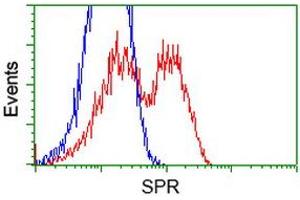 Image no. 4 for anti-Sepiapterin Reductase (SPR) antibody (ABIN1501113)