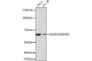 Western blot analysis of extracts of various cell lines, using U2/U2/U2 Rabbit mAb (ABIN1682786, ABIN3019042, ABIN3019043 and ABIN7101704) at 1:1000 dilution. (U2AF2 anticorps)