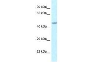 Image no. 1 for anti-Embryonic Ectoderm Development (EED) (C-Term) antibody (ABIN6747757) (EED anticorps  (C-Term))