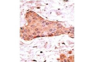 Image no. 2 for anti-BCL2-Associated X Protein (BAX) (N-Term) antibody (ABIN356811) (BAX anticorps  (N-Term))