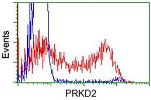 HEK293T cells transfected with either RC215335 overexpress plasmid (Red) or empty vector control plasmid (Blue) were immunostained by anti-PRKD2 antibody (ABIN2453515), and then analyzed by flow cytometry. (PKD2 anticorps)