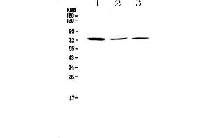 Western blot analysis of TORC2 using anti-TORC2 antibody . (CRTC2 anticorps)