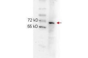 anti NFKB p65 (Rel A) monoclonal antibody  was used to detect ~65 kD band (red arrow) in HeLa whole cell lysate.