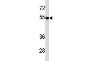 TUBB2A antibody western blot analysis in 293 lysate.