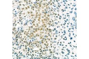 Immunohistochemistry of paraffin embedded rat embryonic rat using SP7 (ABIN7075694) at dilution of 1:200 (400x lens)