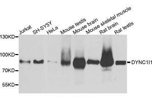 Western blot analysis of extract of various cells, using DYNC1I1 antibody. (DYNC1I1 anticorps)