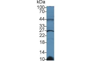 Western Blot; Sample: Human Raji cell lysate; Primary Ab: 2µg/ml Rabbit Anti-Rat GSTk1 Antibody Second Ab: 0. (GSTK1 anticorps  (AA 20-214))