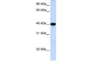 Western Blotting (WB) image for anti-Glucose 6-Phosphatase, Catalytic (G6PC) antibody (ABIN2458824)