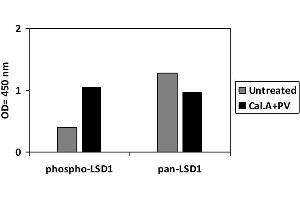Jurkat cells were treated with Calyculin A and Pervanadate.