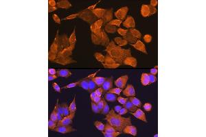 Immunofluorescence analysis of HeLa cells using PFDN5 Rabbit pAb (ABIN1681328, ABIN3018415, ABIN3018416 and ABIN6220463) at dilution of 1:100 (40x lens).