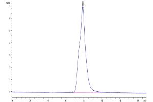 The purity of Rabbit Syndecan-1 is greater than 95 % as determined by SEC-HPLC.