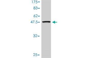 Western Blot detection against Immunogen (45. (UBE2H anticorps  (AA 1-183))