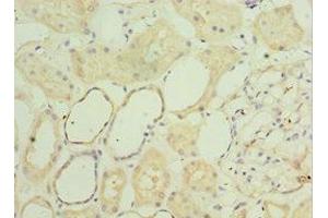 Immunohistochemistry of paraffin-embedded human kidney tissue using ABIN7160782 at dilution of 1:100