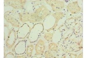 Immunohistochemistry of paraffin-embedded human kidney tissue using ABIN7160782 at dilution of 1:100 (SGSH anticorps  (AA 273-502))