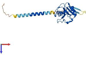AlphaFold protein structure predicition of Mouse Recombinant Clec4e Protein, UniprotID Q9R0Q8