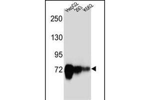 CDH22 Antibody (Center) (ABIN657168 and ABIN2846301) western blot analysis in HepG2,293,K562 cell line lysates (35 μg/lane). (CDH22 anticorps  (AA 411-440))