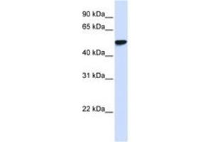 Image no. 1 for anti-WD Repeat Domain 4 (WDR4) (AA 36-85) antibody (ABIN6740726) (WDR4 anticorps  (AA 36-85))