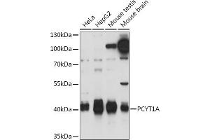 Western blot analysis of extracts of various cell lines, using PCYT1A Rabbit pAb (ABIN7269276) at 1:1000 dilution. (PCYT1A anticorps  (AA 1-100))