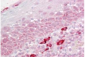 Anti-DAP3 antibody IHC staining of human tonsil. (DAP3 anticorps  (AA 387-398))