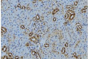 ABIN6272871 at 1/100 staining Mouse kidney tissue by IHC-P.