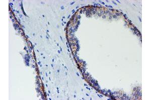 Image no. 1 for anti-Myeloid Leukemia Factor 1 (MLF1) antibody (ABIN1499498) (MLF1 anticorps)
