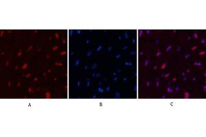 Immunofluorescence analysis of rat heart tissue. (Histone H2B anticorps)