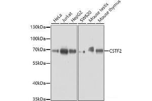 Western blot analysis of extracts of various cell lines using CSTF2 Polyclonal Antibody at dilution of 1:3000.