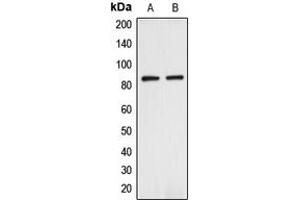 anti-ANAPC (Center) antibody