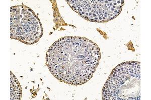 OVOS2 Antibody at 1/100 staining mouse testis tissue by IHC-P. (OVOS2 anticorps)