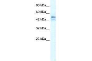 Western Blotting (WB) image for anti-One Cut Homeobox 2 (ONECUT2) antibody (ABIN2461202) (ONECUT2 anticorps)