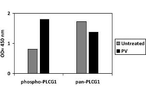 Pervanadate (PV) Stimulation of Jurkat Cell Line