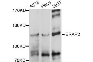 Western blot analysis of extracts of various cells, using ERAP2 antibody. (ERAP2 anticorps)