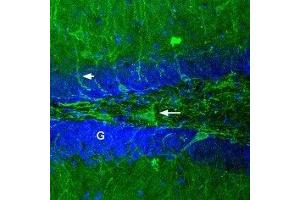 Expression of GABRA1 in rat brain - Immunohistochemical staining of rat dentate gyrus using Anti-GABA(A) α1 Receptor (extracellular)-ATTO Fluor-488 Antibody (ABIN7043184) (green). (GABRA1 anticorps  (Extracellular, N-Term) (Atto 488))