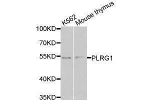 Western blot analysis of extracts of various cell lines, using PLRG1 antibody (ABIN6003654) at 1/1000 dilution. (PLRG1 anticorps)