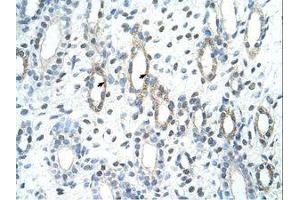 Image no. 1 for anti-BCL2-Associated Athanogene 2 (BAG2) (C-Term) antibody (ABIN203503)