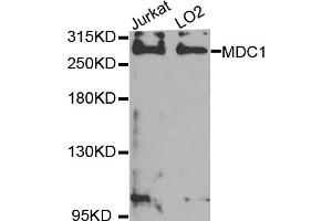 Western blot analysis of extracts of various cell lines, using MDC1 antibody (ABIN5974564) at 1/1000 dilution. (MDC1 anticorps)