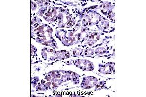 P2CB Antibody (C-term) ((ABIN657687 and ABIN2846679))immunohistochemistry analysis in formalin fixed and paraffin embedded human stomach tissue followed by peroxidase conjugation of the secondary antibody and DAB staining. (PPP2CB anticorps  (C-Term))