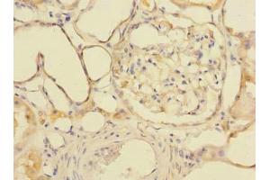 Immunohistochemistry of paraffin-embedded human kidney tissue using ABIN7154172 at dilution of 1:100 (GDPD2 anticorps  (AA 210-490))