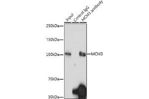 Immunoprecipitation analysis of 300 μg extracts of HeLa cells using 3 μg MCM3 antibody (ABIN7268540).