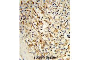 Formalin-fixed and paraffin-embedded human spleen tissue reacted with PCAT1 Antibody (C-term), which was peroxidase-conjugated to the secondary antibody, followed by DAB staining. (LPCAT1 anticorps  (C-Term))