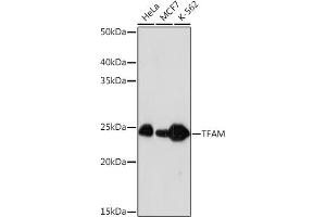Western blot analysis of extracts of various cell lines, using TFAM Rabbit mAb (ABIN3023684, ABIN3023685, ABIN3023686, ABIN1680049 and ABIN1680050) at 1:1000 dilution. (TFAM anticorps)