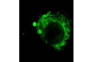 Immunocytochemistry/Immunofluorescence analysis using Rat Anti-LAMP2 Monoclonal Antibody, Clone GL2A7 . (LAMP2 anticorps  (PerCP))