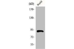 Western Blot analysis of HepG2 cells using Phospho-HSP90β (S254) Polyclonal Antibody (HSP9AB1 (pSer254) anticorps)