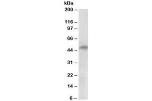 Western blot testing of human cerebellum lysate with E2F4 antibody at 2ug/ml. (E2F4 anticorps)