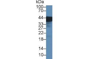 Western Blot; Sample: Rat Bladder lysate; Primary Ab: 1µg/ml Rabbit Anti-Rat UPK3A Antibody Second Ab: 0. (Uroplakin 3A anticorps  (AA 15-212))