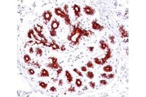 Anti-BAX Monoclonal Antibody - Immunohistochemistry  anti-BAX monoclonal antibody (Rabbit) was used to detect BAX in normal human breast tissue.