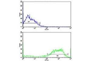 Flow cytometric analysis of SK-Br-3 cells using ABI1 antibody (bottom histogram) compared to a negative control (top histogram).