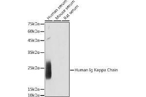 Western blot analysis of extracts of various cell lines, using Human Ig Kappa Chain antibody (ABIN7267846) at 1:1000 dilution. (IGKC anticorps)